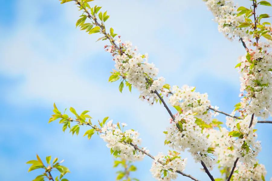Spring is Around the Corner