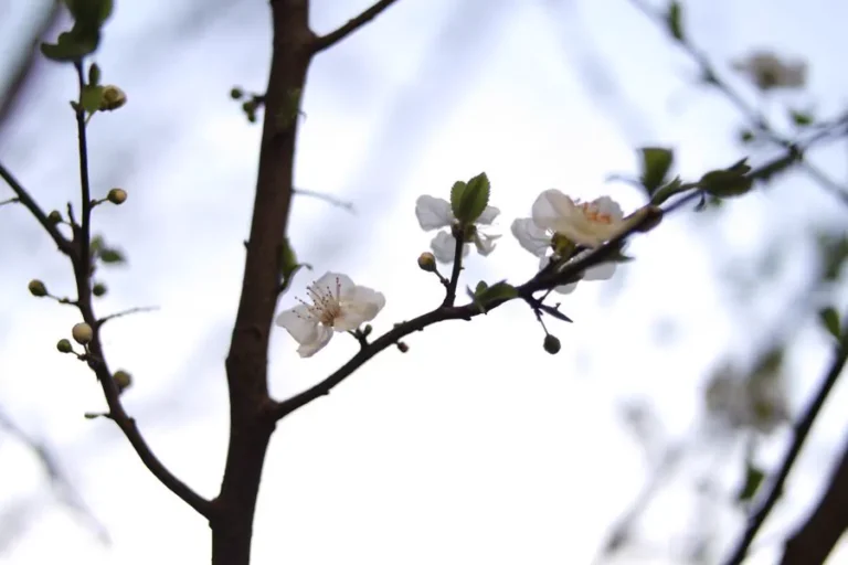 Spring is Making itself Visible